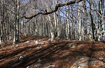 Il cippo di confine presso Vado della Rocca