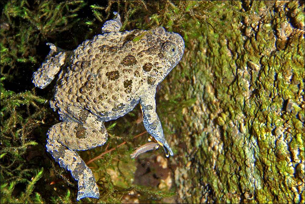 a a ululone Bombina pachypus P8170862.jpg