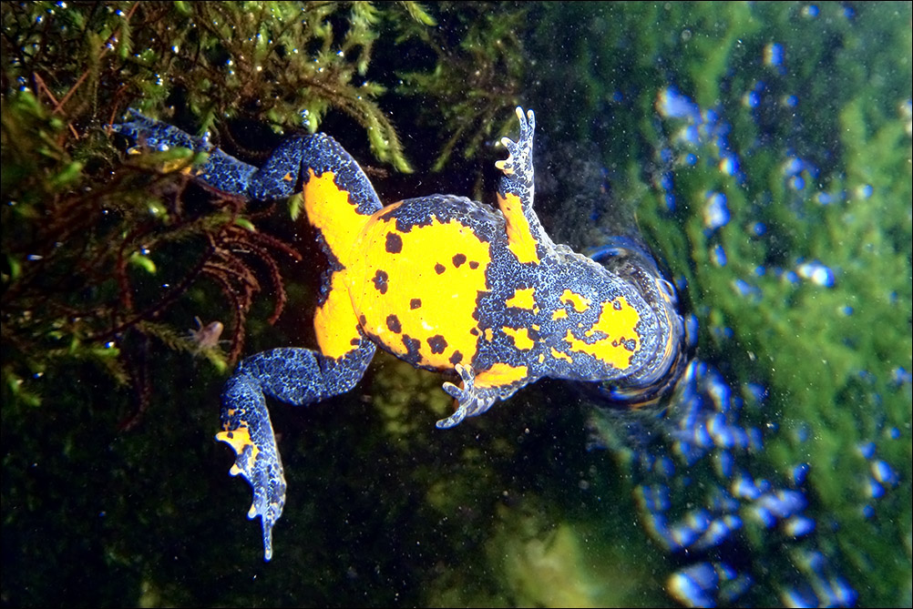 a a ululone Bombina pachypus P8170869.jpg