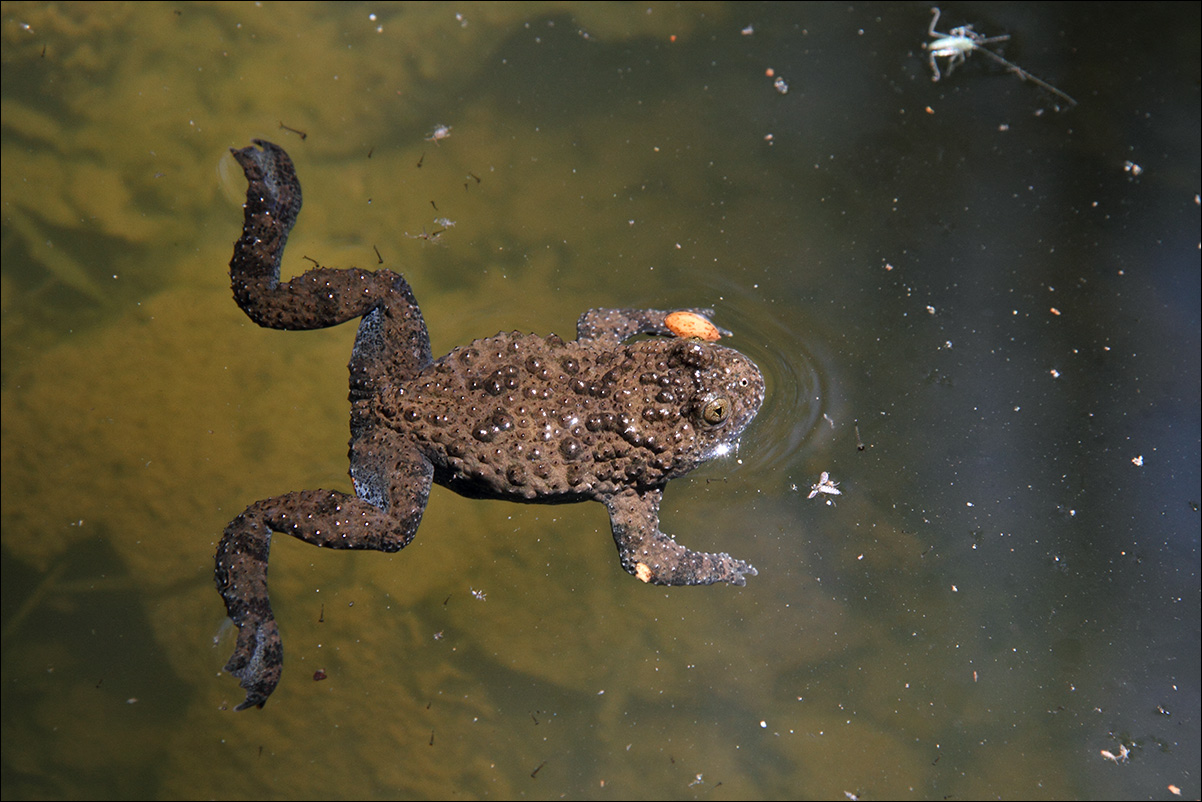 a a ululone IMG_8647.jpg