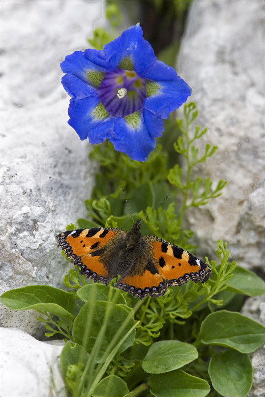 a f aglais_urticae_152.jpg