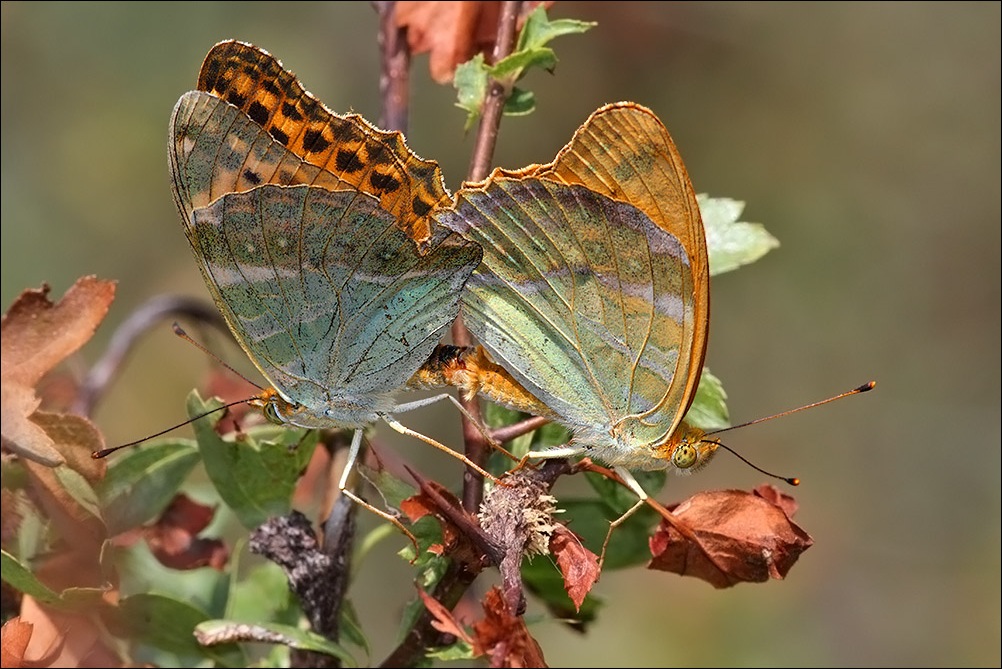 a f arginnis paphia in love.jpg