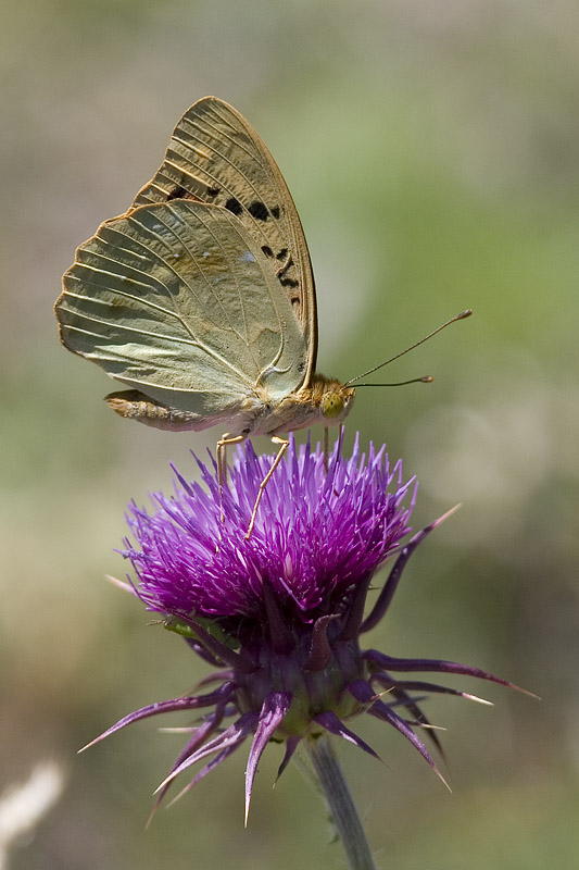 a f argynnis_pandora_159.jpg