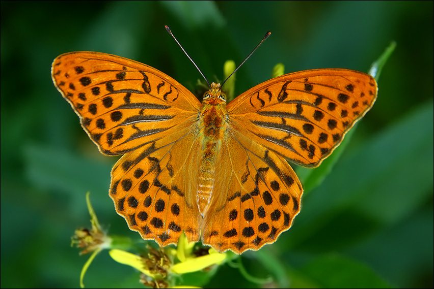 a f Argynnis paphia maschio.jpg