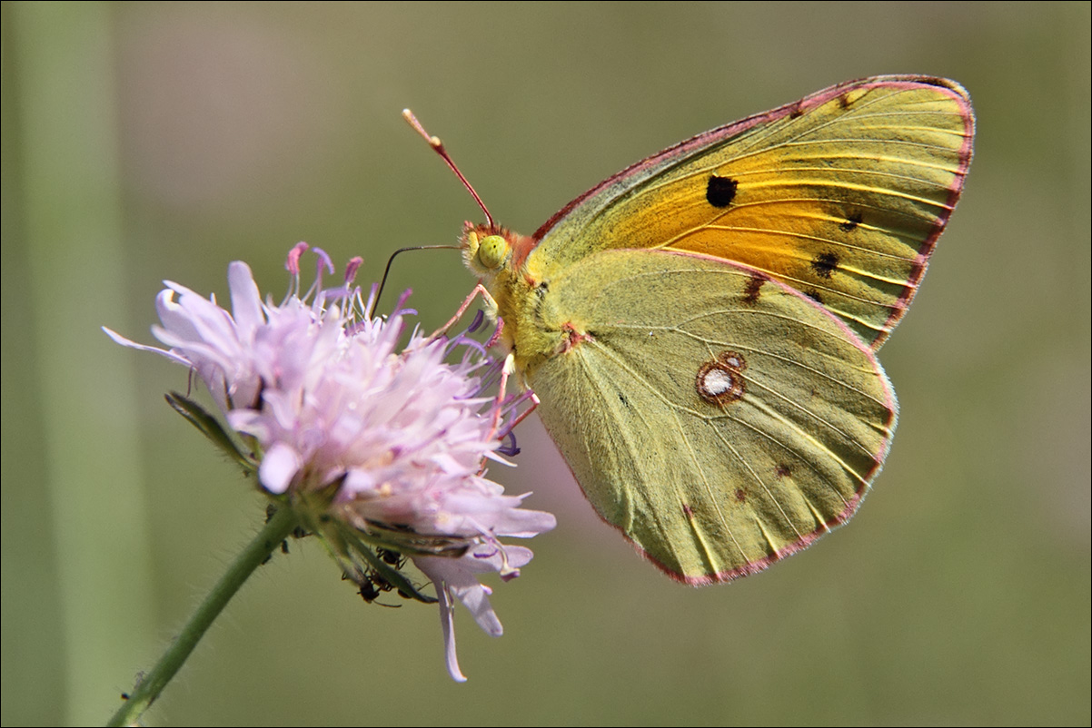 a f Colias croceus IMG_9450.jpg