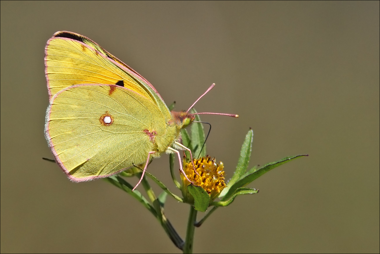 a f Colias croceus  IMG_9924.jpg