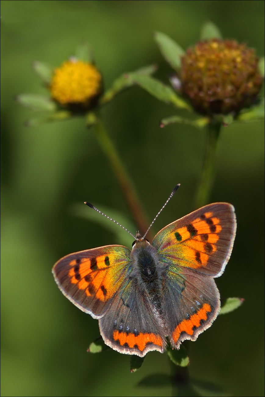 a f Lycaena phlaeas IMG_9760.jpg