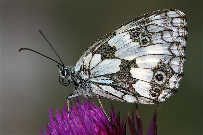 a f Melanargia galathea.jpg