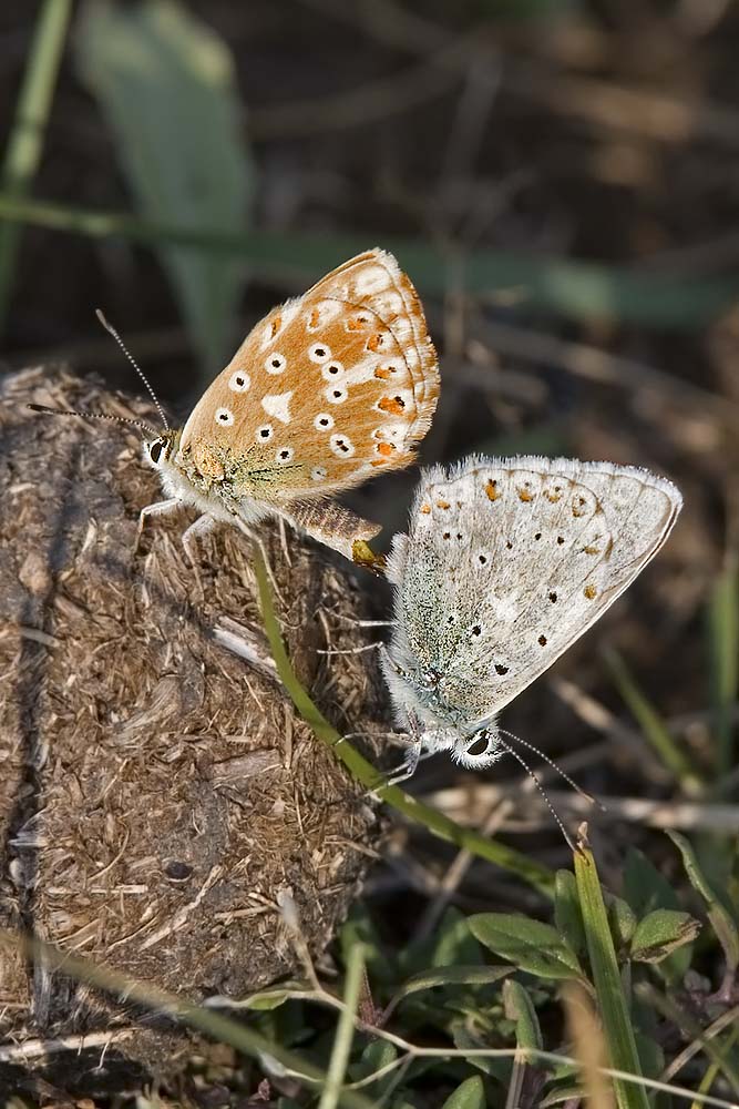 a f polyommatus_coridon_accoppiamento_142.jpg