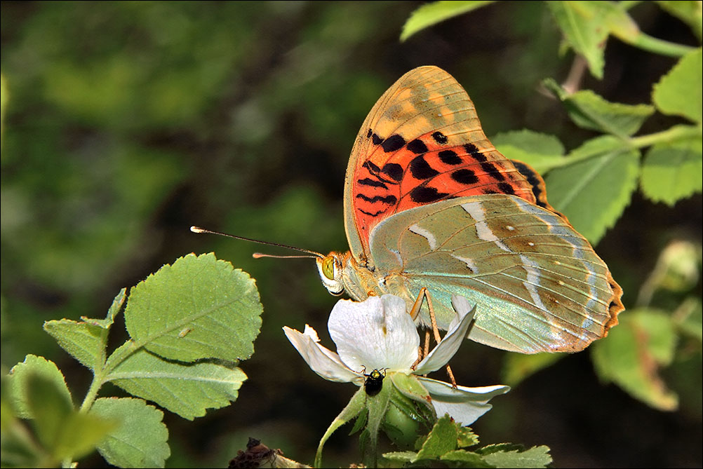 a i f Argynnis pandora IMG_5973.jpg