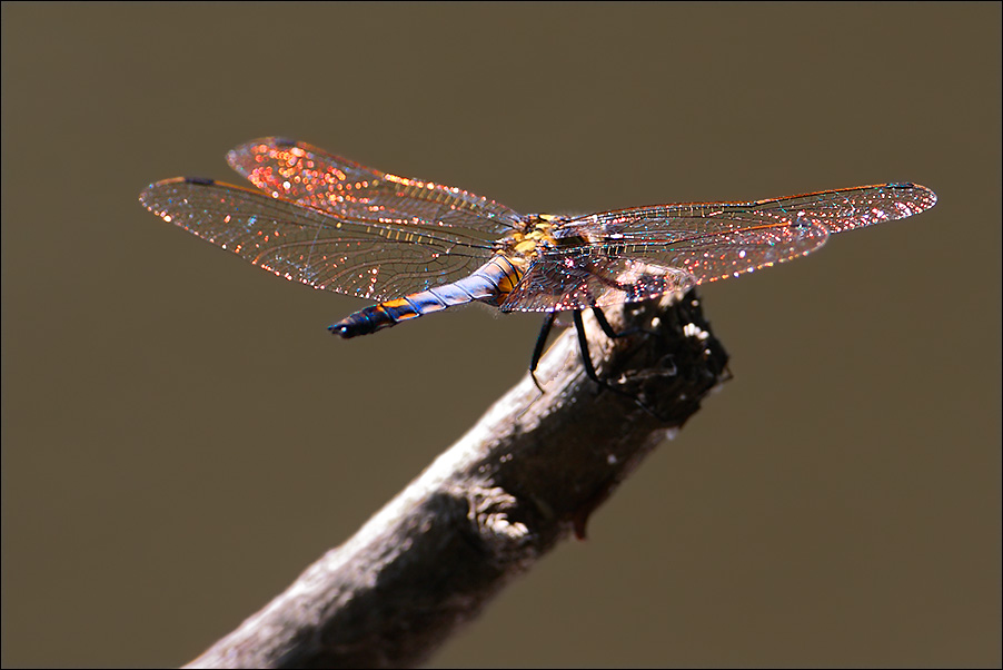 a i Orthetrum cancellatum maschio.jpg