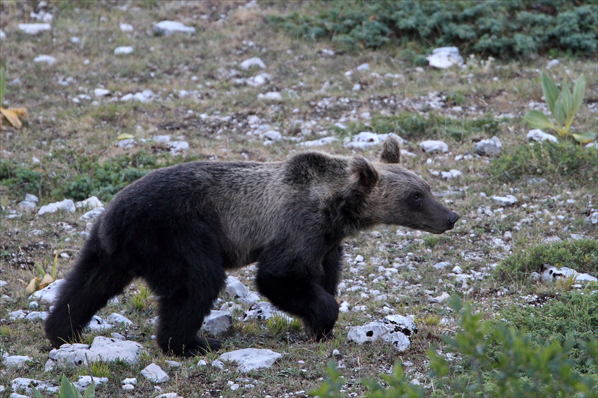 a m orso ernici IMG_1368 W.jpg