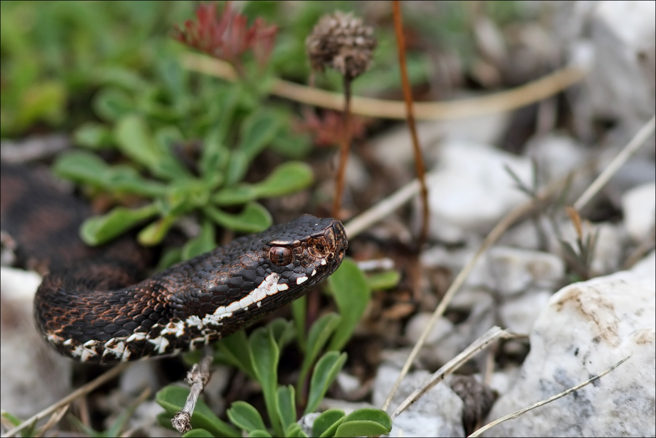 a r s vipera IMG_9332.jpg