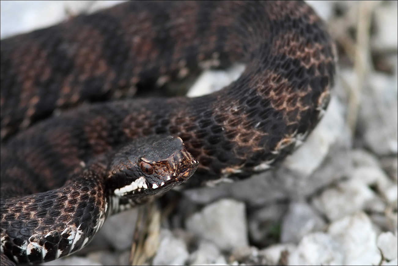 a r s vipera IMG_9401.jpg