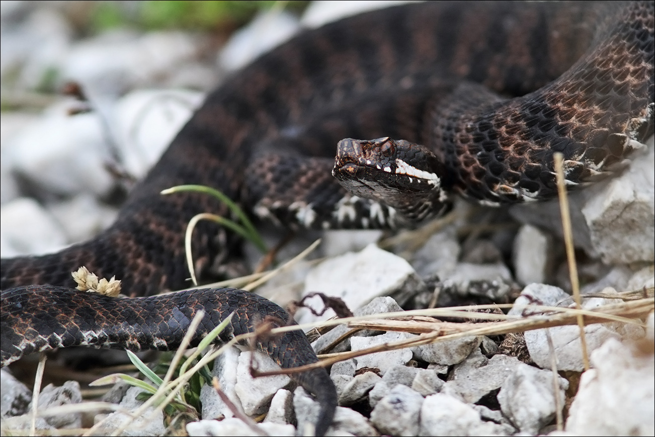 a r s vipera IMG_9428.jpg