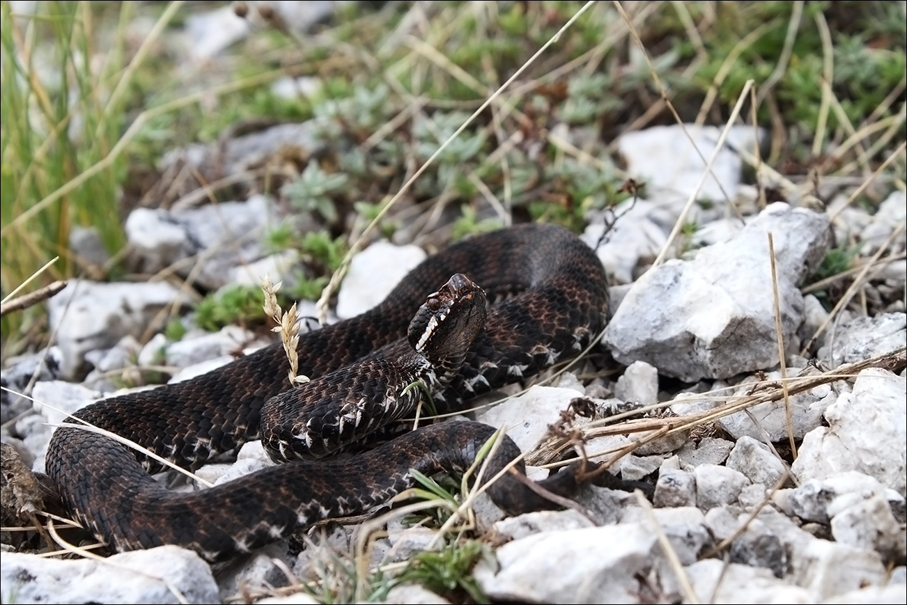 a r s vipera IMG_9439.jpg