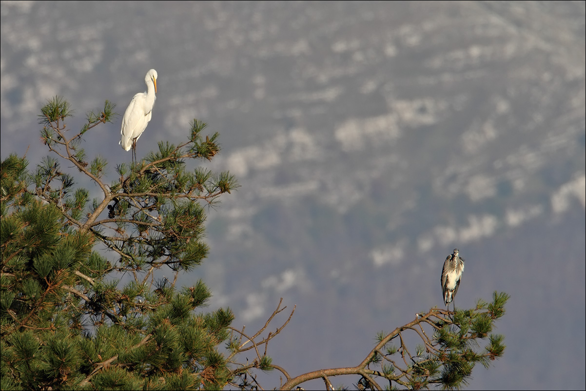 a u a bianco e cenerino IMG_4398.jpg