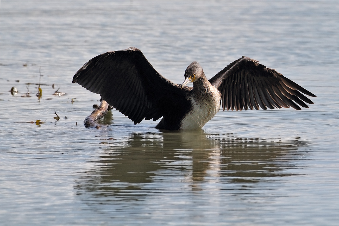 a u a cormorano IMG_0757.jpg