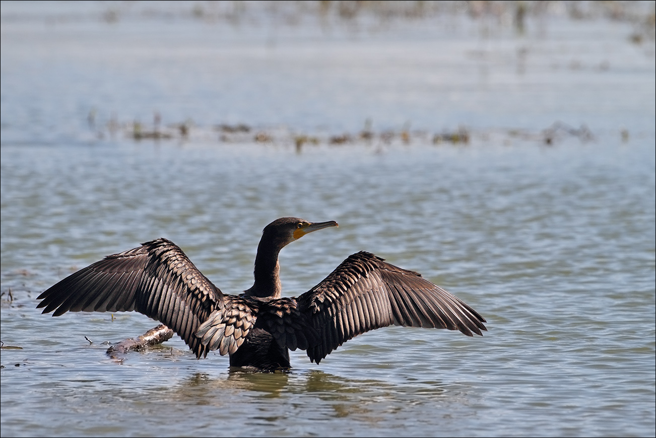 a u a cormorano IMG_0783 B.jpg