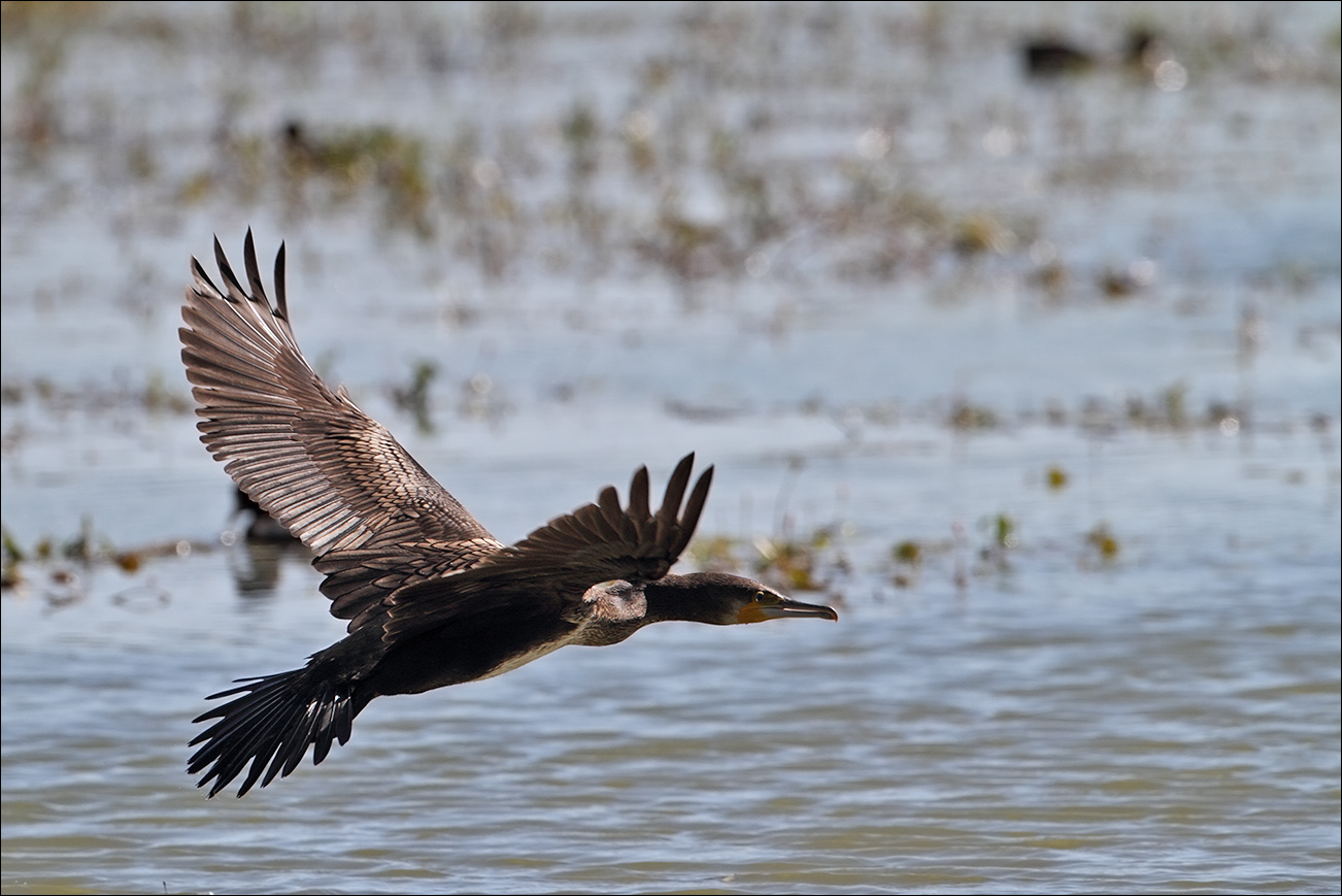 a u a cormorano IMG_0790.jpg