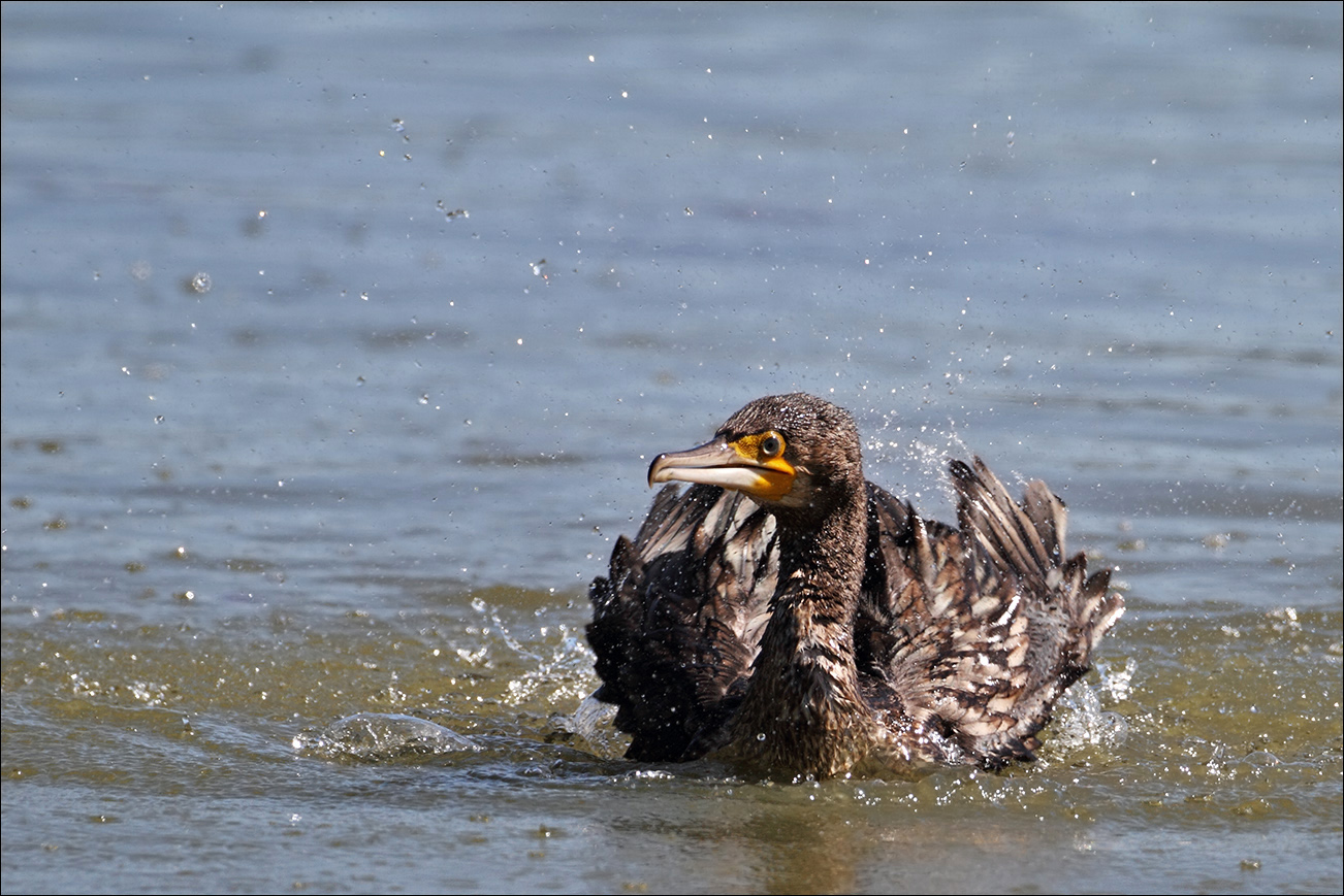 a u a cormorano IMG_0862.jpg