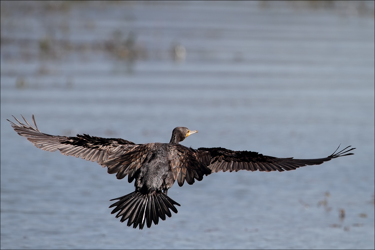 a u a cormorano IMG_0880.jpg