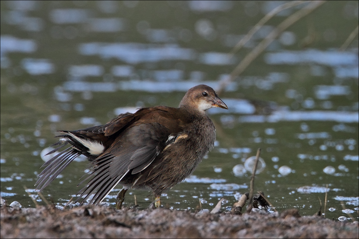 a u a gallinella d'acqua IMG_1562.jpg