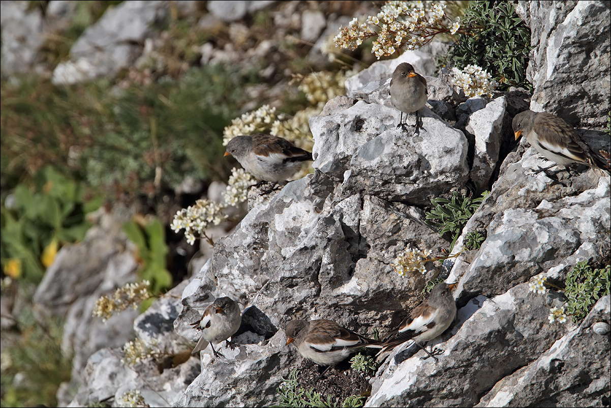 a u g fringuelli alpini IMG_6916.jpg