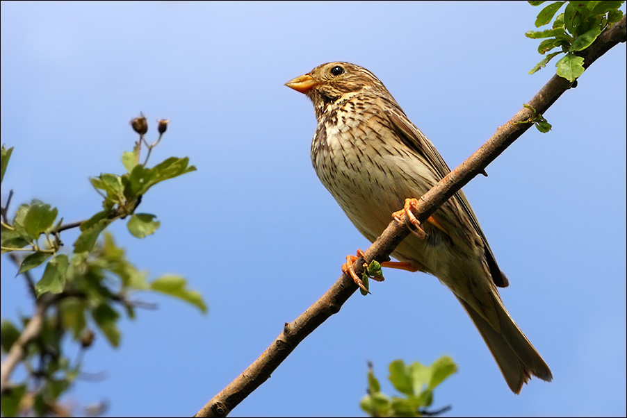 a u g Strillozzo Emberiza calandra.jpg