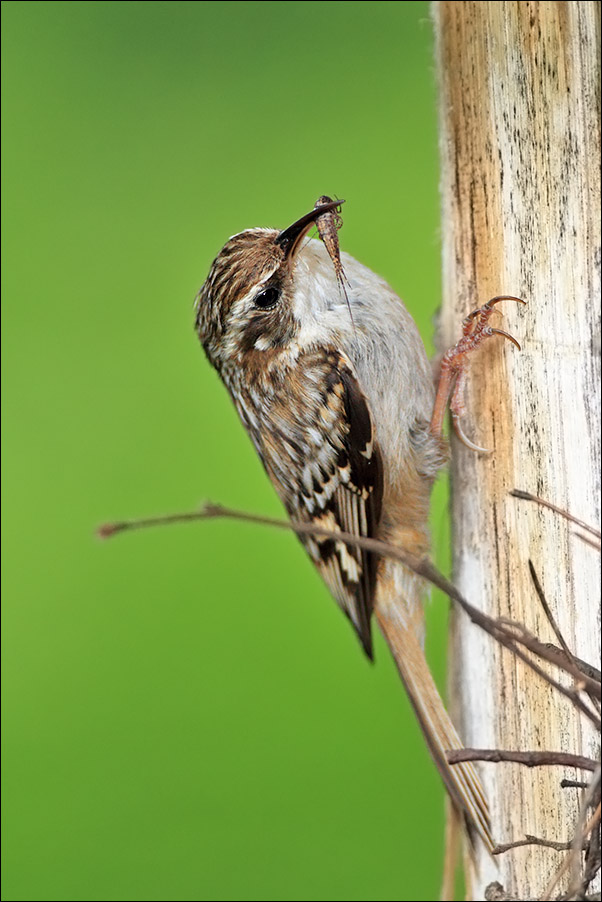 a u i rampichino con lepisma 0205.jpg