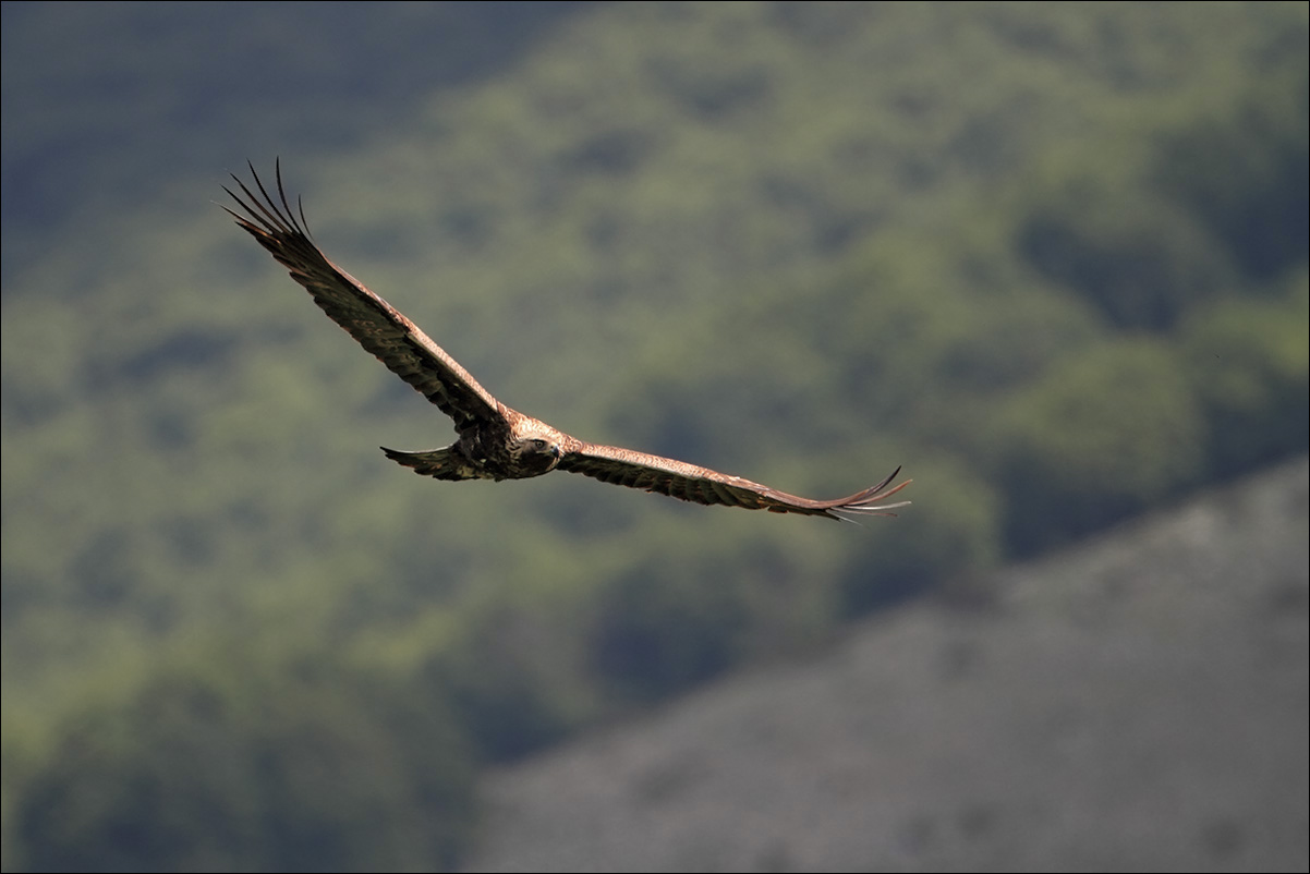 a u r aquila IMG_9330.jpg