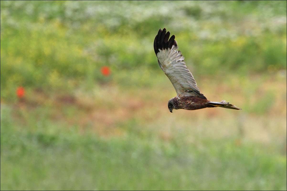 a u r falco di palude maschio IMG_7540.jpg