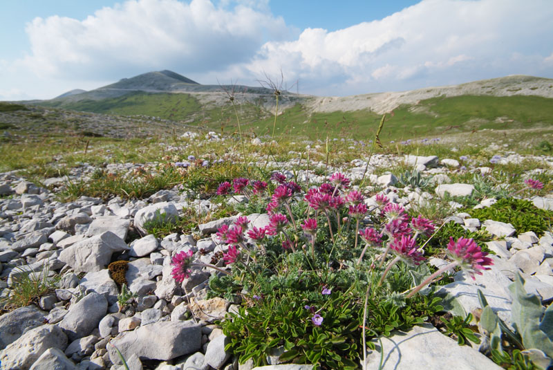 anthyllis montana atropurpurea.jpg