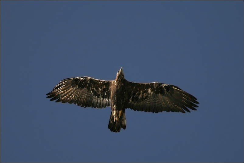 Aquila550px.jpg