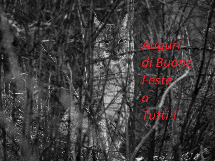 auguri.jpg