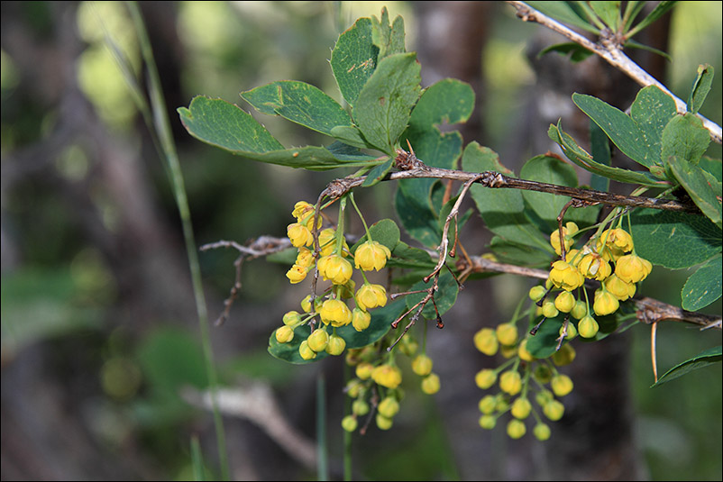 berberis.jpg