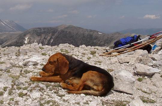 Cane Guarcino-Monna 2006.jpg