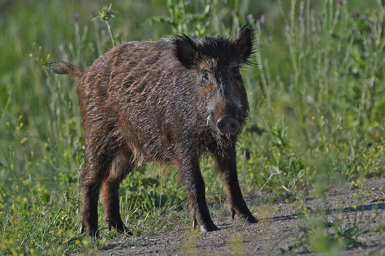 cinghiale.jpg