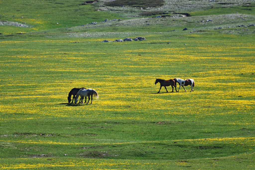 Crepacuore 16-06-2013 030r.jpg