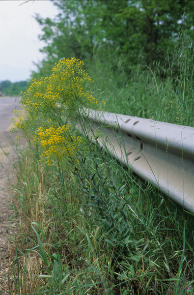 cruciferae-isatis tinctoria.jpg