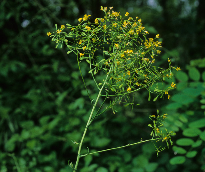 cruciferae-isatis tinctoria b.jpg