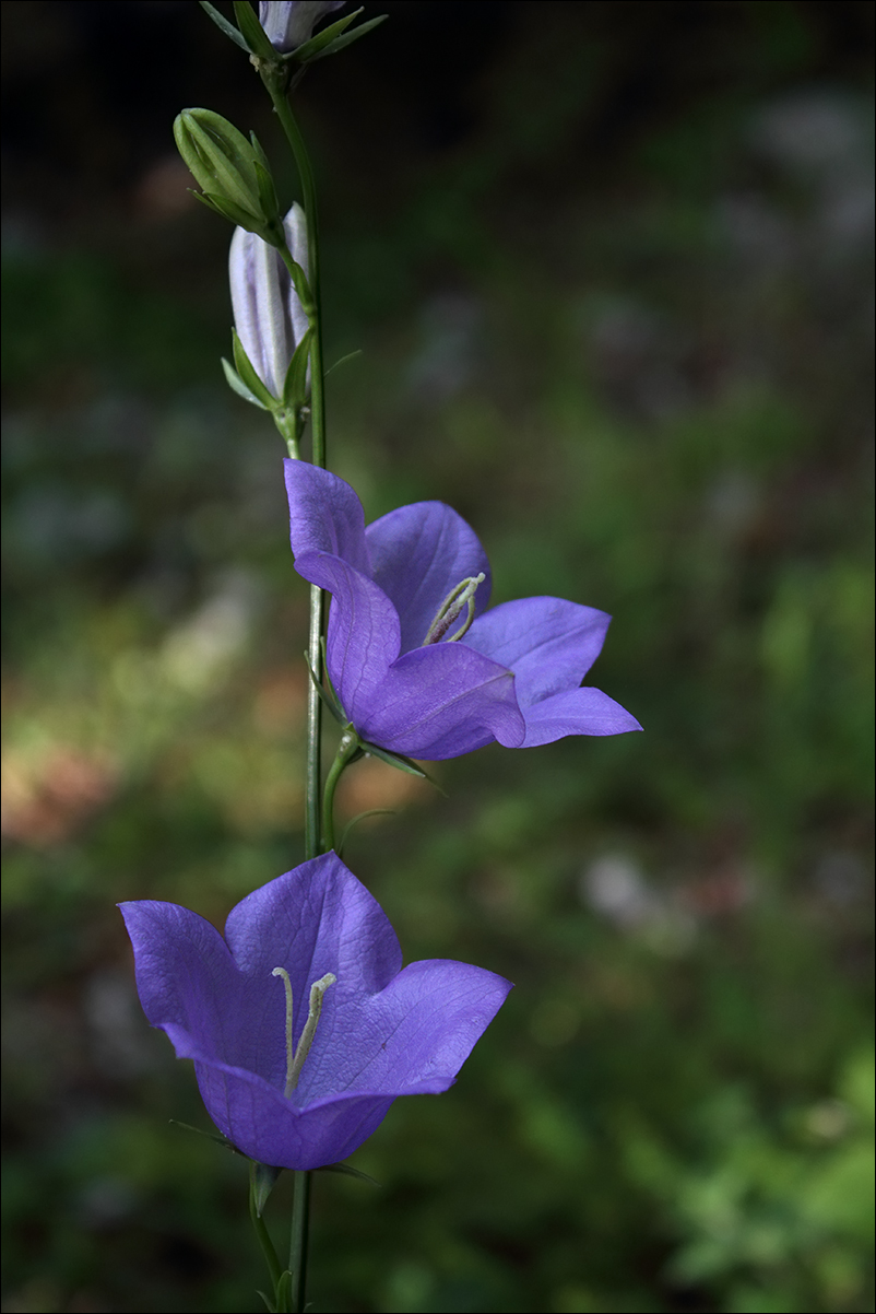 f campanula persicifolia IMG_5247.jpg