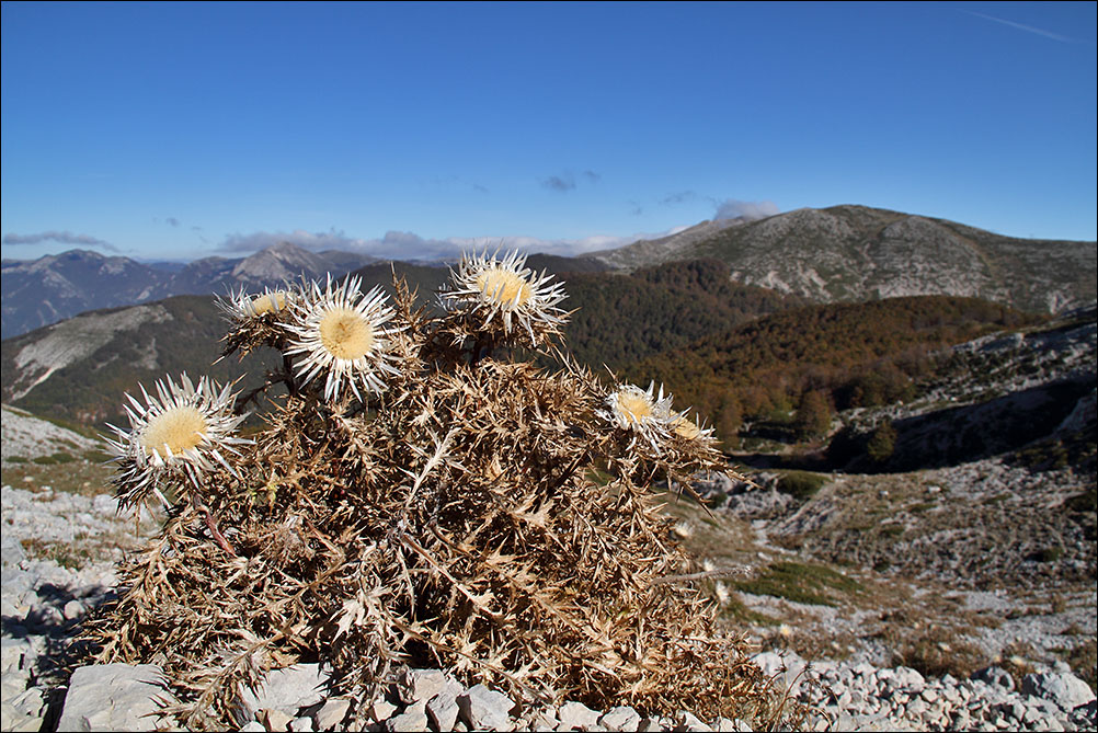 f carlina IMG_3300.jpg