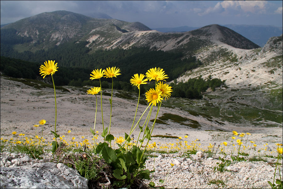 f Doronicum sp IMG_5867.jpg