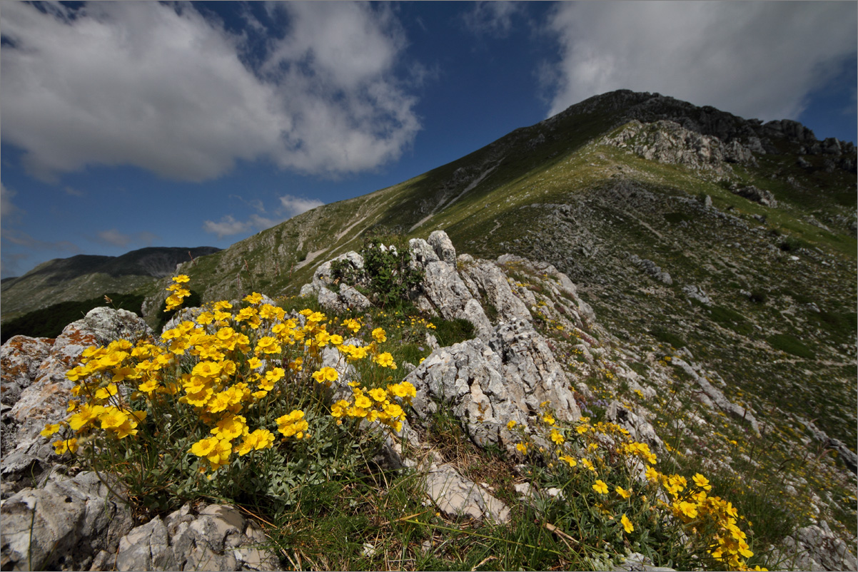 f Helianthemum oleandicum IMG_5955.jpg