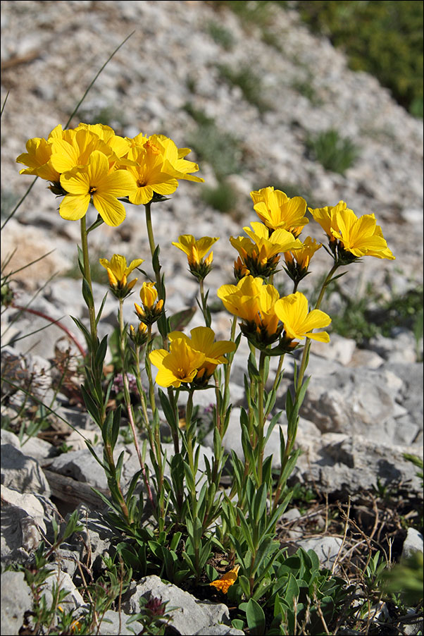 f Linum capitatum IMG_6467.jpg