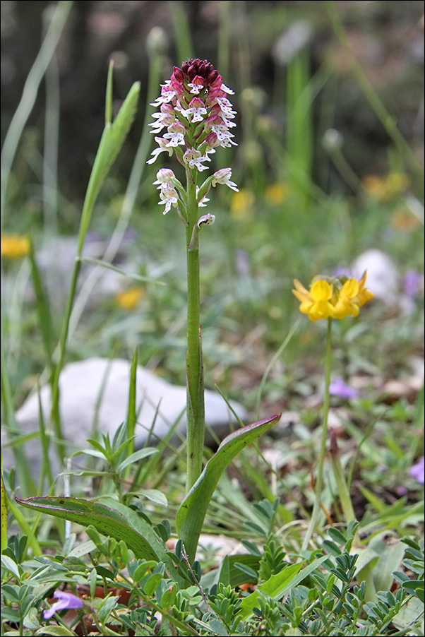 f Orchis ustulata  IMG_6362.jpg