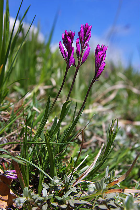 f polygala_major.jpg