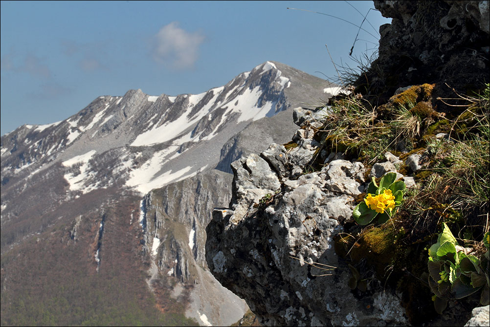 f primula auricola ambientata.jpg