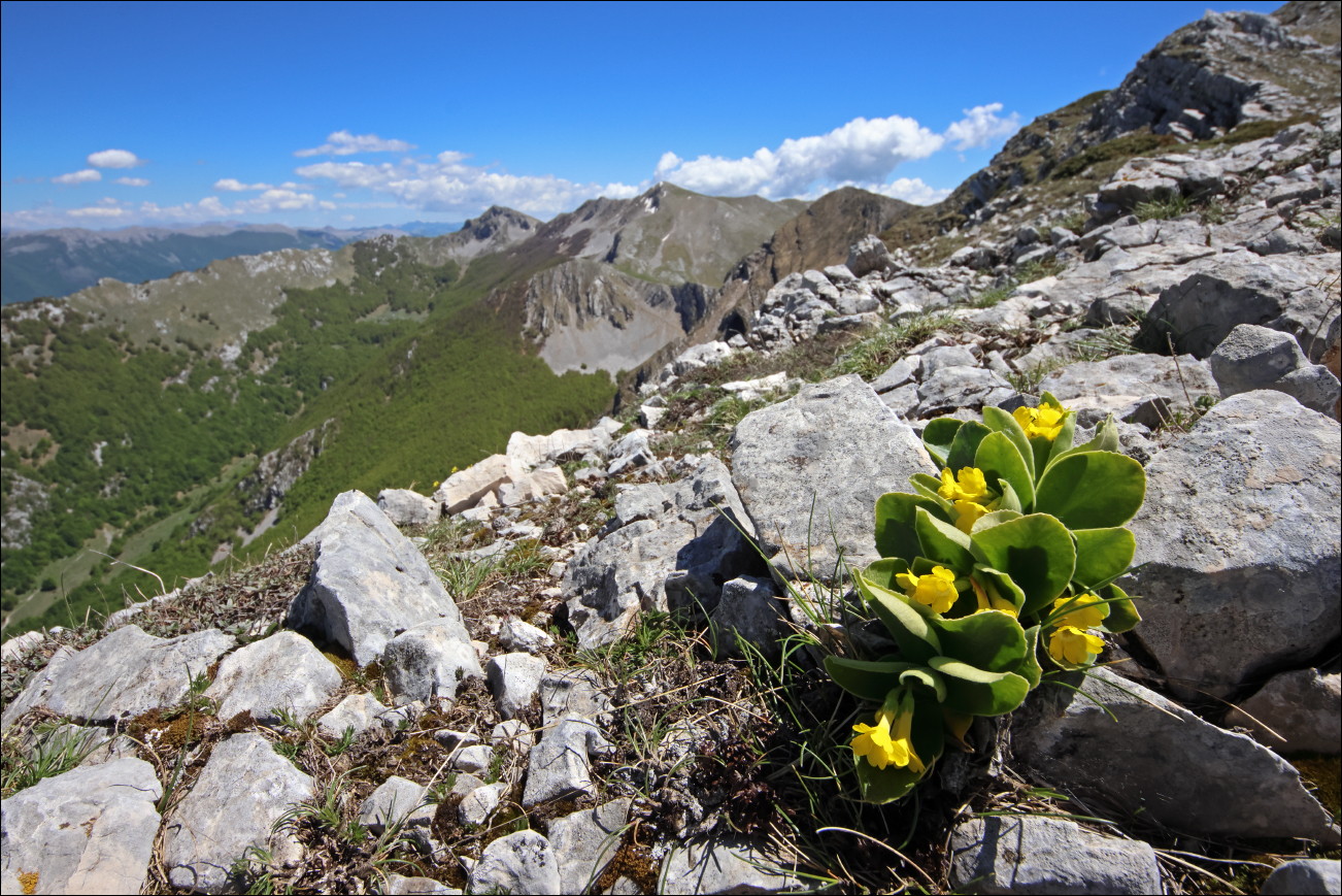 F Primula auricola BX5A7731 W.jpg